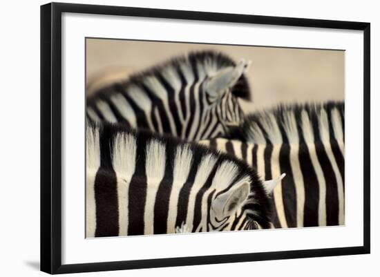 Burchell'S Zebras (Equus Quagga Burchellii) Close Ups Of The Manes, Etosha Np, Namibia-Enrique Lopez-Tapia-Framed Photographic Print