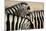 Burchell'S Zebras (Equus Quagga Burchellii) Close Ups Of The Manes, Etosha Np, Namibia-Enrique Lopez-Tapia-Mounted Photographic Print