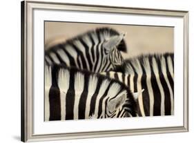 Burchell'S Zebras (Equus Quagga Burchellii) Close Ups Of The Manes, Etosha Np, Namibia-Enrique Lopez-Tapia-Framed Photographic Print