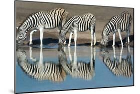 Burchell's Zebras (Equus Quagga Burchellii) Drinking Water, Etosha National Park, Namibia-null-Mounted Premium Photographic Print