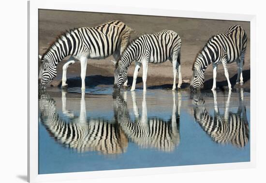 Burchell's Zebras (Equus Quagga Burchellii) Drinking Water, Etosha National Park, Namibia-null-Framed Photographic Print