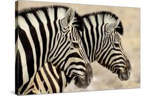 Burchell'S Zebras (Equus Quagga Burchellii) Standing Side By Side. Etosha Np, Namibia-Enrique Lopez-Tapia-Stretched Canvas