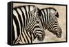 Burchell'S Zebras (Equus Quagga Burchellii) Standing Side By Side. Etosha Np, Namibia-Enrique Lopez-Tapia-Framed Stretched Canvas