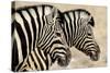 Burchell'S Zebras (Equus Quagga Burchellii) Standing Side By Side. Etosha Np, Namibia-Enrique Lopez-Tapia-Stretched Canvas