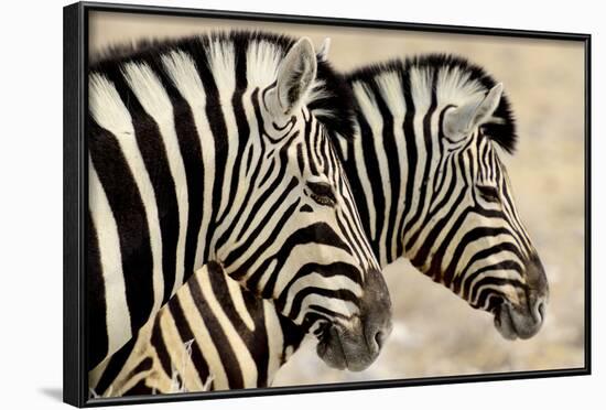 Burchell'S Zebras (Equus Quagga Burchellii) Standing Side By Side. Etosha Np, Namibia-Enrique Lopez-Tapia-Framed Photographic Print