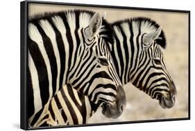 Burchell'S Zebras (Equus Quagga Burchellii) Standing Side By Side. Etosha Np, Namibia-Enrique Lopez-Tapia-Framed Photographic Print