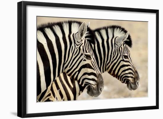 Burchell'S Zebras (Equus Quagga Burchellii) Standing Side By Side. Etosha Np, Namibia-Enrique Lopez-Tapia-Framed Photographic Print