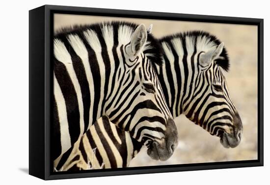 Burchell'S Zebras (Equus Quagga Burchellii) Standing Side By Side. Etosha Np, Namibia-Enrique Lopez-Tapia-Framed Stretched Canvas