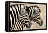 Burchell'S Zebras (Equus Quagga Burchellii) Standing Side By Side. Etosha Np, Namibia-Enrique Lopez-Tapia-Framed Stretched Canvas