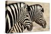Burchell'S Zebras (Equus Quagga Burchellii) Standing Side By Side. Etosha Np, Namibia-Enrique Lopez-Tapia-Stretched Canvas