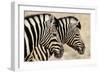 Burchell'S Zebras (Equus Quagga Burchellii) Standing Side By Side. Etosha Np, Namibia-Enrique Lopez-Tapia-Framed Photographic Print