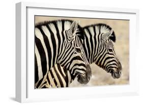 Burchell'S Zebras (Equus Quagga Burchellii) Standing Side By Side. Etosha Np, Namibia-Enrique Lopez-Tapia-Framed Photographic Print