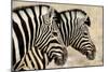 Burchell'S Zebras (Equus Quagga Burchellii) Standing Side By Side. Etosha Np, Namibia-Enrique Lopez-Tapia-Mounted Photographic Print
