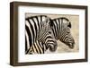 Burchell'S Zebras (Equus Quagga Burchellii) Standing Side By Side. Etosha Np, Namibia-Enrique Lopez-Tapia-Framed Photographic Print