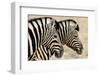 Burchell'S Zebras (Equus Quagga Burchellii) Standing Side By Side. Etosha Np, Namibia-Enrique Lopez-Tapia-Framed Photographic Print