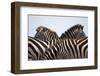 Burchell's Zebras in Masai Mara National Reserve-Paul Souders-Framed Photographic Print