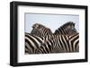 Burchell's Zebras in Masai Mara National Reserve-Paul Souders-Framed Photographic Print