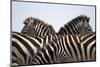 Burchell's Zebras in Masai Mara National Reserve-Paul Souders-Mounted Photographic Print