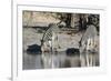 Burchell's Zebras, Khwai Concession, Okavango Delta, Botswana-Sergio Pitamitz-Framed Photographic Print