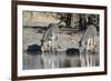 Burchell's Zebras, Khwai Concession, Okavango Delta, Botswana-Sergio Pitamitz-Framed Photographic Print