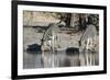 Burchell's Zebras, Khwai Concession, Okavango Delta, Botswana-Sergio Pitamitz-Framed Photographic Print