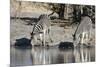 Burchell's Zebras, Khwai Concession, Okavango Delta, Botswana-Sergio Pitamitz-Mounted Photographic Print