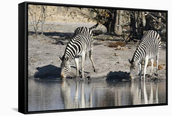 Burchell's Zebras, Khwai Concession, Okavango Delta, Botswana-Sergio Pitamitz-Framed Stretched Canvas