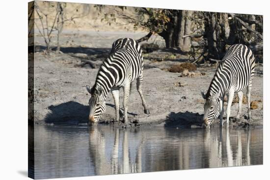 Burchell's Zebras, Khwai Concession, Okavango Delta, Botswana-Sergio Pitamitz-Stretched Canvas