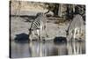 Burchell's Zebras, Khwai Concession, Okavango Delta, Botswana-Sergio Pitamitz-Stretched Canvas