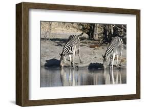 Burchell's Zebras, Khwai Concession, Okavango Delta, Botswana-Sergio Pitamitz-Framed Photographic Print