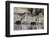 Burchell's Zebras, Khwai Concession, Okavango Delta, Botswana-Sergio Pitamitz-Framed Photographic Print