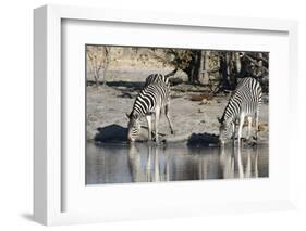 Burchell's Zebras, Khwai Concession, Okavango Delta, Botswana-Sergio Pitamitz-Framed Photographic Print