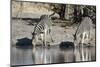 Burchell's Zebras, Khwai Concession, Okavango Delta, Botswana-Sergio Pitamitz-Mounted Photographic Print