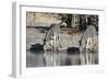 Burchell's Zebras, Khwai Concession, Okavango Delta, Botswana-Sergio Pitamitz-Framed Photographic Print