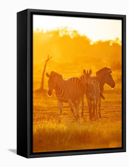 Burchell's Zebras, Makuleke Contractual Park, Kruger National Park-Ben Pipe-Framed Stretched Canvas