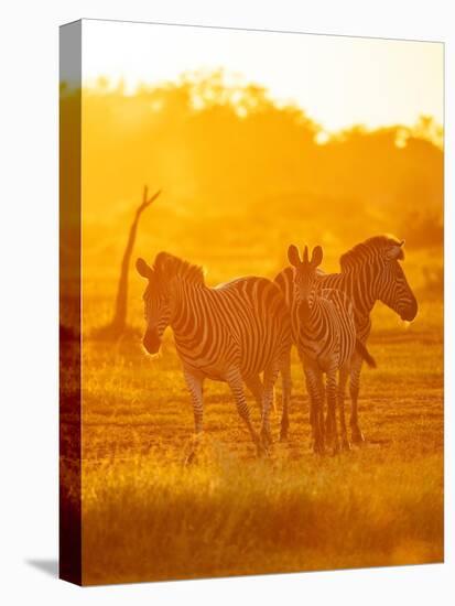 Burchell's Zebras, Makuleke Contractual Park, Kruger National Park-Ben Pipe-Stretched Canvas