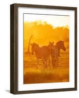 Burchell's Zebras, Makuleke Contractual Park, Kruger National Park-Ben Pipe-Framed Photographic Print