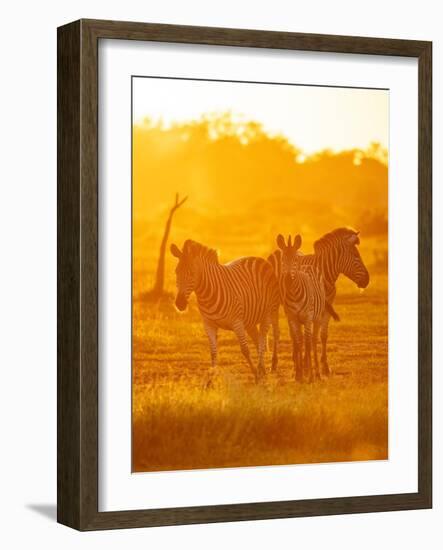 Burchell's Zebras, Makuleke Contractual Park, Kruger National Park-Ben Pipe-Framed Photographic Print