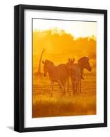 Burchell's Zebras, Makuleke Contractual Park, Kruger National Park-Ben Pipe-Framed Photographic Print