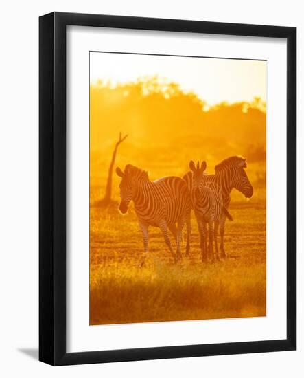 Burchell's Zebras, Makuleke Contractual Park, Kruger National Park-Ben Pipe-Framed Photographic Print