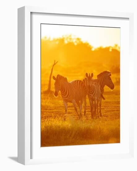 Burchell's Zebras, Makuleke Contractual Park, Kruger National Park-Ben Pipe-Framed Photographic Print