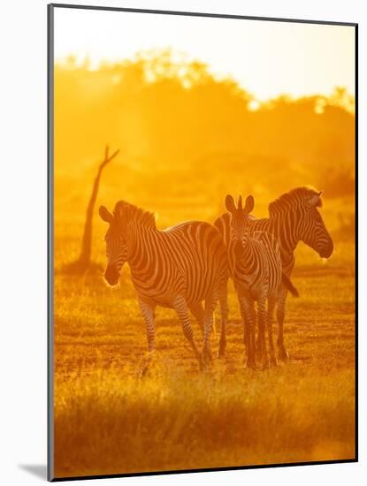 Burchell's Zebras, Makuleke Contractual Park, Kruger National Park-Ben Pipe-Mounted Photographic Print