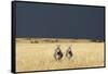 Burchell's Zebras on Savanna Below Stormy Sky-Paul Souders-Framed Stretched Canvas