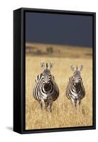 Burchell's Zebras on Savanna Below Stormy Sky-Paul Souders-Framed Stretched Canvas