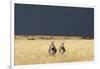 Burchell's Zebras on Savanna Below Stormy Sky-Paul Souders-Framed Photographic Print