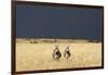 Burchell's Zebras on Savanna Below Stormy Sky-Paul Souders-Framed Photographic Print