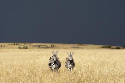 https://imgc.allpostersimages.com/img/posters/burchell-s-zebras-on-savanna-below-stormy-sky_u-L-PZNCM80.jpg?artPerspective=n