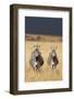 Burchell's Zebras on Savanna Below Stormy Sky-Paul Souders-Framed Photographic Print