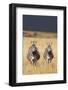 Burchell's Zebras on Savanna Below Stormy Sky-Paul Souders-Framed Photographic Print