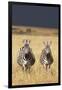 Burchell's Zebras on Savanna Below Stormy Sky-Paul Souders-Framed Photographic Print